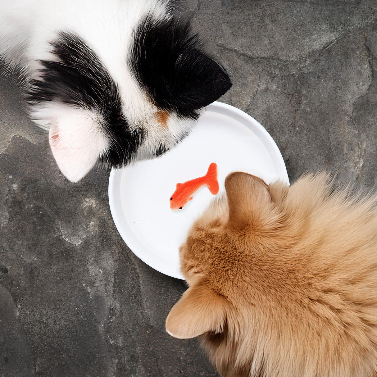 Goldfish Cat Bowl
