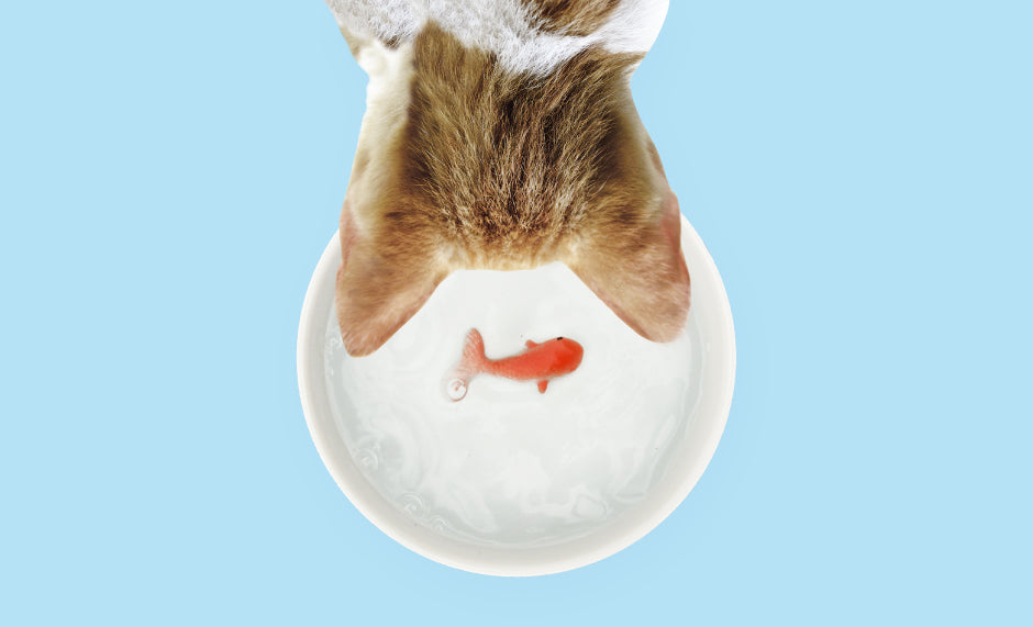 Goldfish Cat Bowl