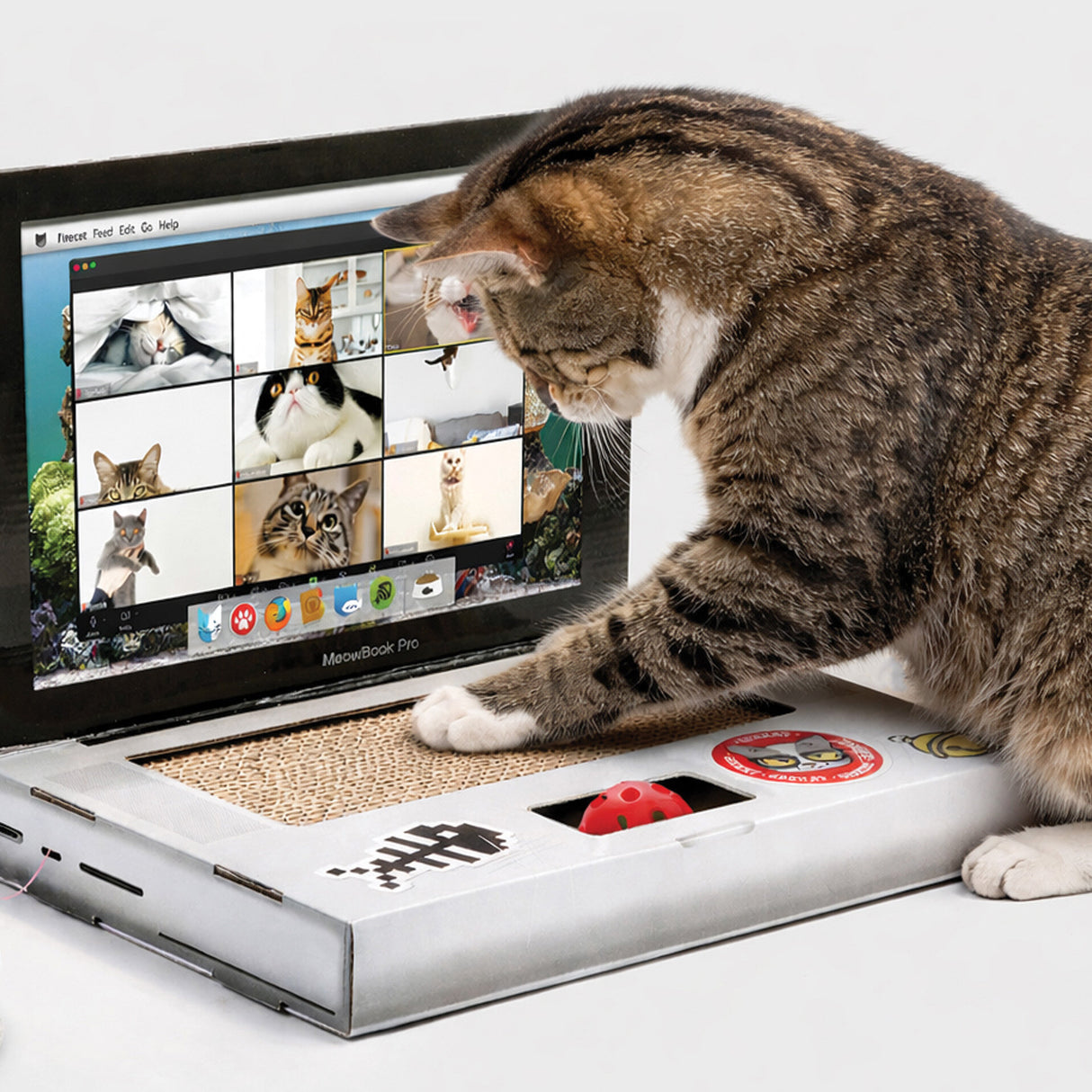 CAT SCRATCH LAPTOP