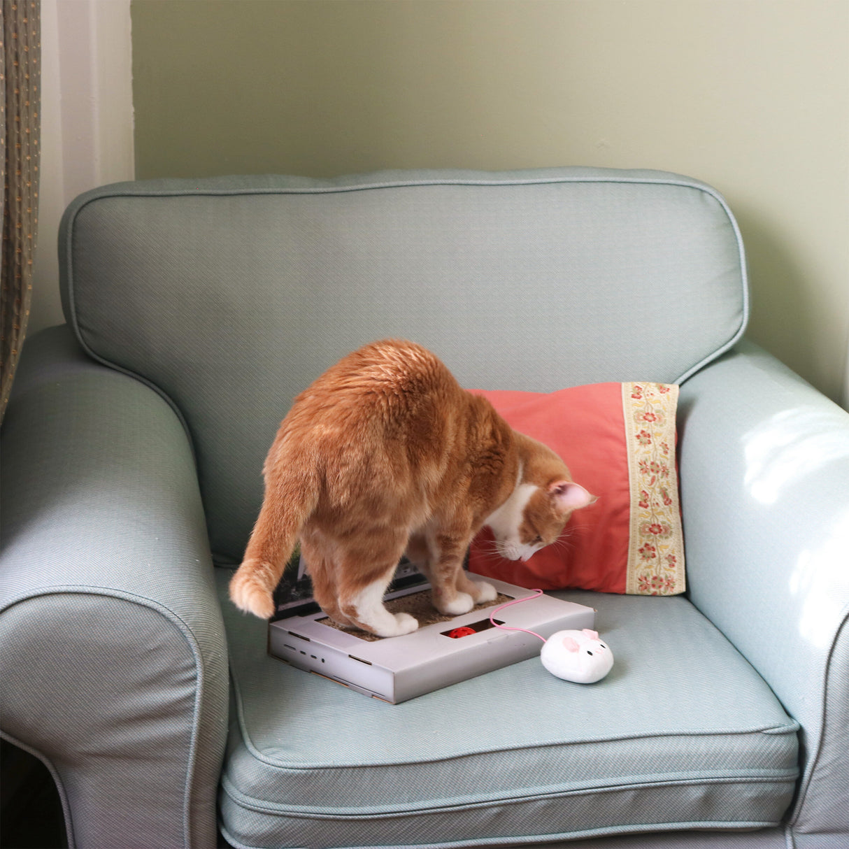 CAT SCRATCH LAPTOP