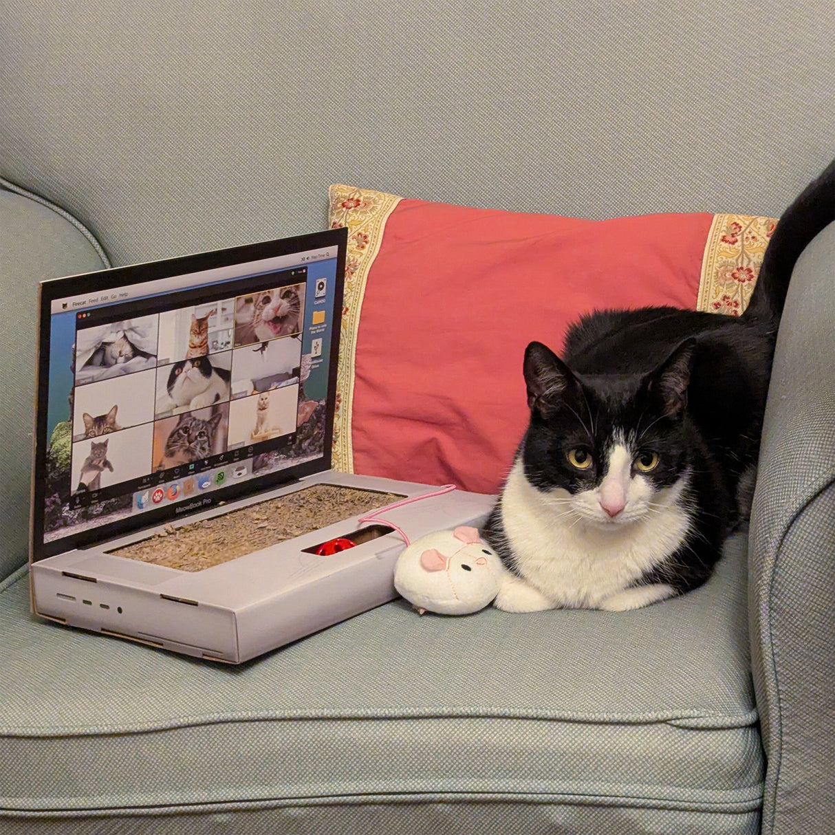 CAT SCRATCH LAPTOP